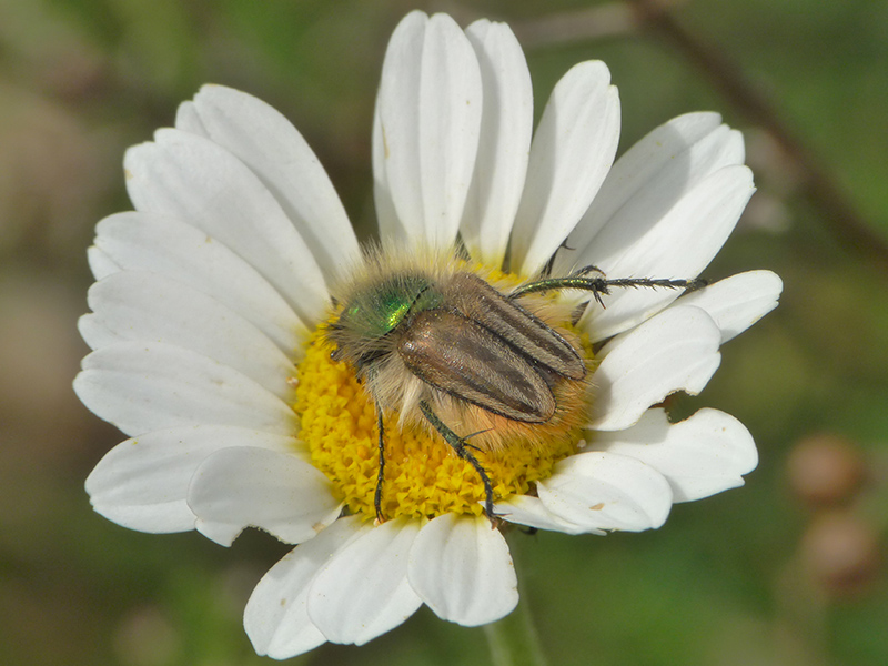 Grecia: Glaphyridae: Eulasia pareyssei